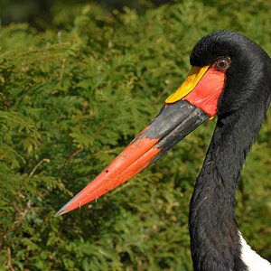 D30 7702f:  Sattelstorch; Vogelpark Walsrode