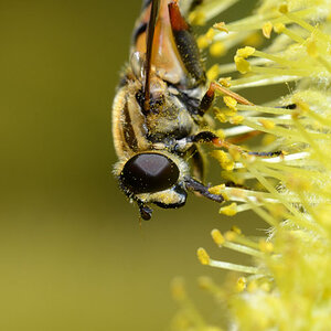 Helophilus pendulus ist eine häufige Schwebfliege, die gerne im Frühjahr auf Weiden Pollen frisst.