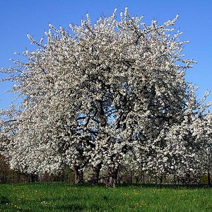 Kirschbaum
