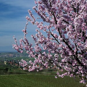 X Pfirsichbaum