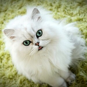 Katerchen