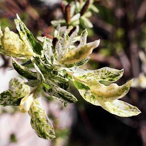 Blüte 2