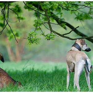 windhund mit mrvica