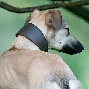 100 Prozent Dogcrop 2