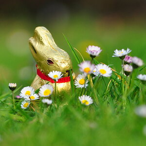 Osterhase :)