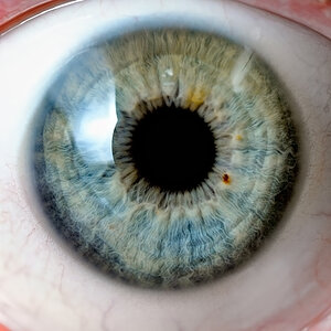Iris