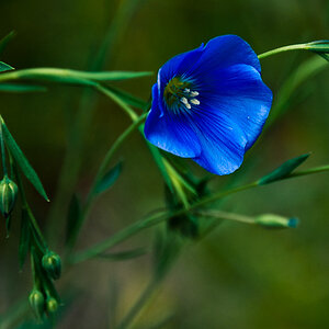 Just Blue