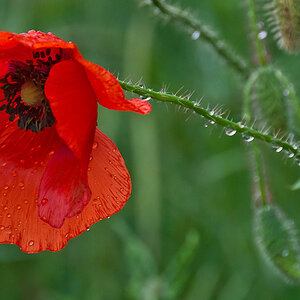 Mohn