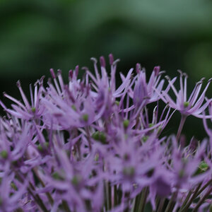 Garten  20110515 1017