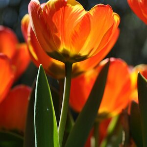 Garten  20110422 1064