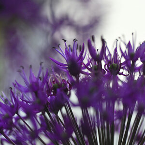 Garten  20110515 1028b