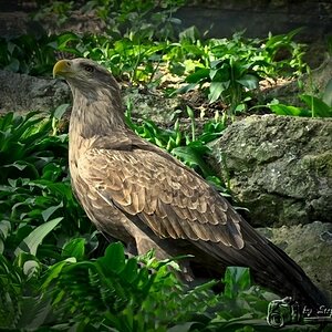 Adler