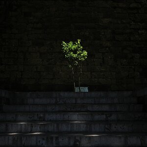 Baum am Königspalast