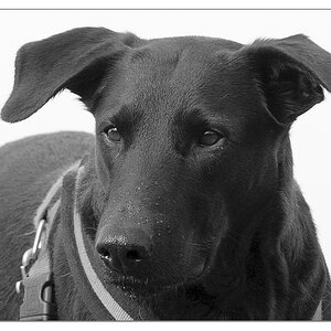 Lupa Portrait sw Juni 2011