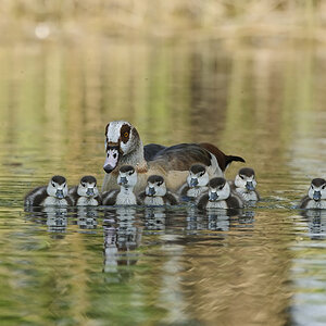 Nilgans DSC3147a