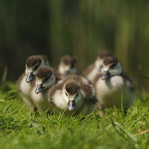 NIlgansbabys DSC3097a