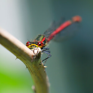 Adonislibelle ♂