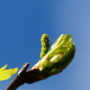Frühlingserwachen
