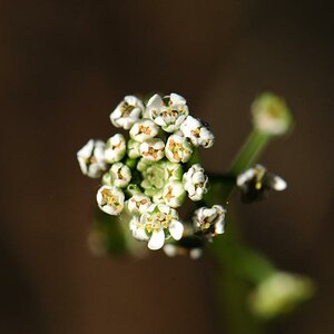 Miniblüten Freihand