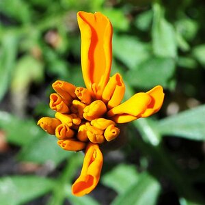 Studentenblume 002