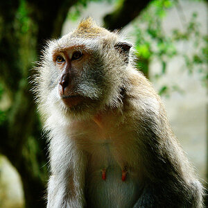 bali affe