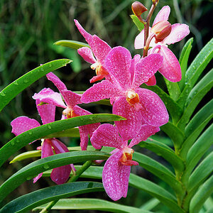 bali blume2