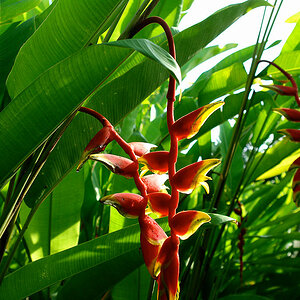 bali blume3