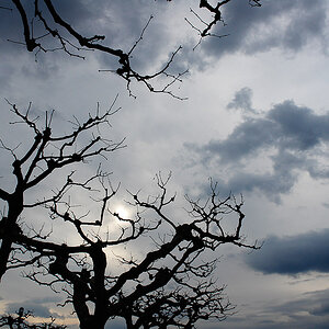 gardalake trees
