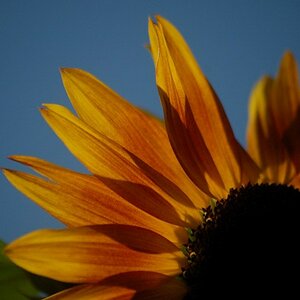 blume