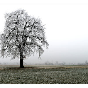 Winterbaum