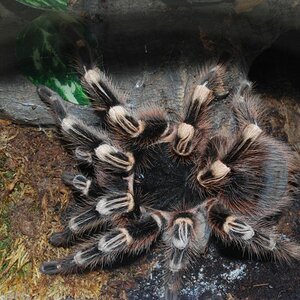 A. geniculata Freihand und Blind von oben