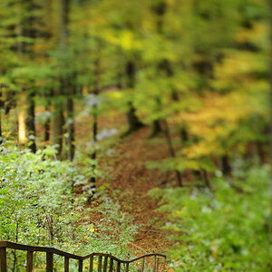 Weg im Wald 2