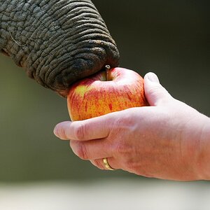 applefant