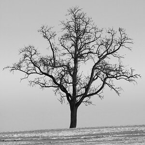 DSC 6354 baum sw f