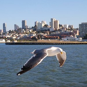 SF