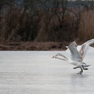 Schwanentanz weniger Beschnitt DSC 5382 Januar 24, 2009 005