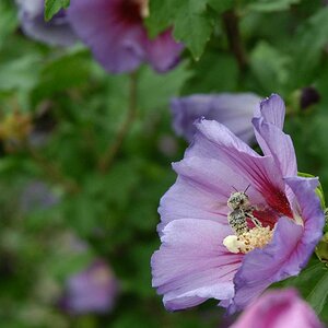 Hummel