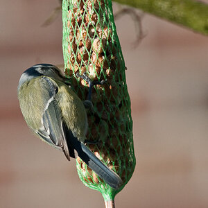 20090110 5415 [D300]   F7,1 420,00mm