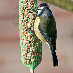 20090110 5418 [D300]   F7,1 420,00mm