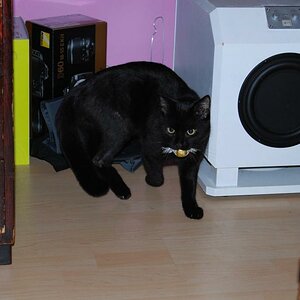 Hombre unser Kater und seine Beute