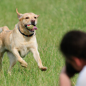 fotografierter Hundefotograf
