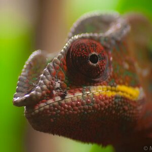 Chameleon im Haus des Meeres Wien