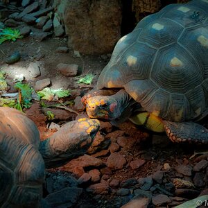 Schildkröten im Haus des Meeres Wien