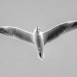 Möve_bw