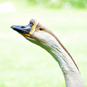 Gans