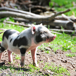 Hängebauchschweinchen