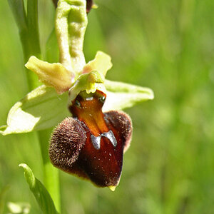 P1010114 Ophrys sphegodes 502