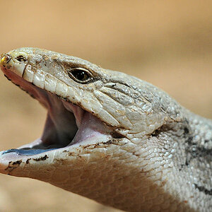 Blauzungenskink
Reptilium Landau
(7923)