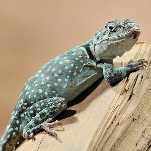 Halsbandleguan
Reptilium Landau
(8152)