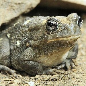 Pantherkröte
Reptilium Landau
(8146)